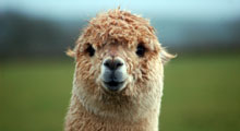 Alpaca