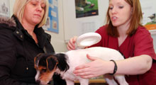 Veterinary nurse at work
