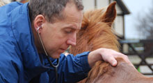 Veterinary surgeon at work