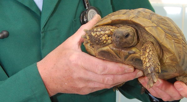 Veterinary surgeon with patient