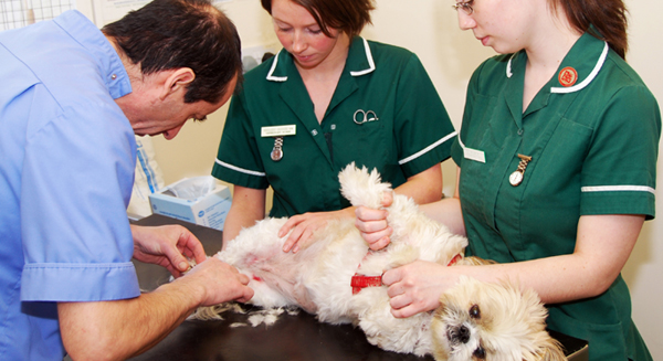 Vet and student VNs with dog