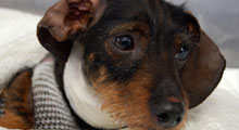 Canine patient in veterinary practice