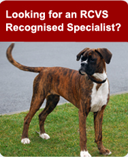 Looking for an RCVS Recognised Specialist?
